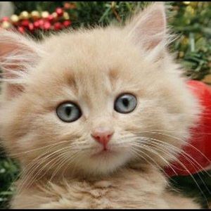 Meet your Posher, Jean marc